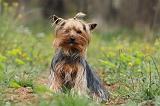 YORKSHIRE TERRIER 633